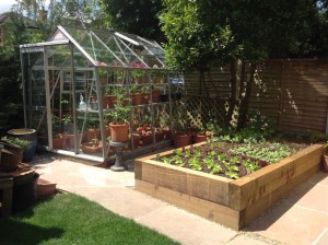 Raised softwood 'sleeper' Vegatable Bed, Sandstone paving surrounding veg bed & existing Green house